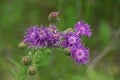 Buds of red wild burdock on a green background Royalty Free Stock Photo