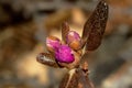 Buds of rhododendron in the spring