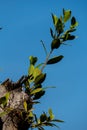 buds and the roots of Chinese banyan tree, they are under the blue sky.