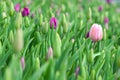 Buds of rose tulips with fresh green leaves. Closeup on a pink rose tulip, stand out concept