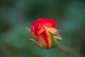 Buds of roses with petals covered with rain drops.