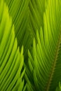 The buds of sago cycas are so pure and fresh in sunshine. Royalty Free Stock Photo