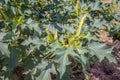 Buds and seed capsules of a Jimsonweed plant in sunlight from c Royalty Free Stock Photo