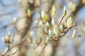 A buds shot with a beautiful bokeh. New growth budding out in forest. Royalty Free Stock Photo
