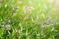 Buds of small lilac phlox flowers last towards to the sun Royalty Free Stock Photo