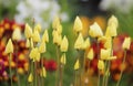 Buds of small yellow flowers in the garden