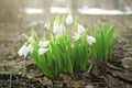 Buds of snowdrops Galanthus in blossom. Fresh white flowers in a spring park