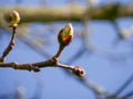 Buds in spring on the branch of a chestnut tree, about to open. Signifying rebirth