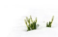 Buds spring flowers white snowdrops Galanthus nivalis in snow in the forest on a white background with space for text Royalty Free Stock Photo