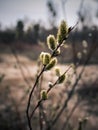 Buds in spring in Kyiv