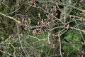 Buds in Spring, Sycamore - Acer pseudoplatanus, Norfolk, England, UK