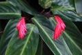 The buds of Stromanthe Sanguinea Sond.