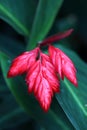 The buds of Stromanthe Sanguinea Sond.