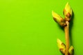 Buds swell background on green. One twig close-up Royalty Free Stock Photo