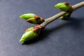 Buds swell background on grey. Twig from top right corner Royalty Free Stock Photo