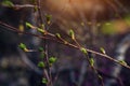 Buds swell on branches, close-up, soft focus. The beginning of flowering. Spring image