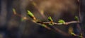 Buds swell on branches, close-up, soft focus. The beginning of flowering. Spring image