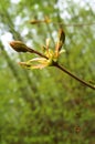 Buds swell, chestnut, tree, spring, development, blooms early, leaves