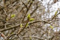 Buds swell, leaves soon. spring is coming.