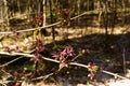 Buds swell, tree, spring, development, blooms early, leaves