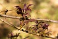 Buds swell, tree, spring, development, blooms early, leaves