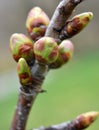 Buds swelled on the tree in spring Royalty Free Stock Photo