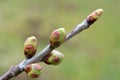 Buds swelled on the tree in spring