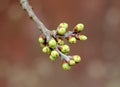 Buds swelled on the tree in spring