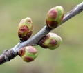 Buds swelled on the tree in spring