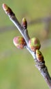Buds swelled on the tree in spring Royalty Free Stock Photo