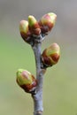 Buds swelled on the tree in spring Royalty Free Stock Photo