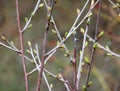 Buds swelled on the tree in spring Royalty Free Stock Photo