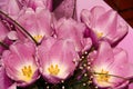 Buds of tender purple tulips in the dew. Wet spring flowers Royalty Free Stock Photo