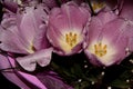 Buds of tender purple tulips in the dew. Wet spring flowers Royalty Free Stock Photo