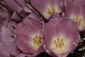 Buds of tender purple tulips in the dew. Wet spring flowers Royalty Free Stock Photo