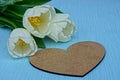 Buds of three white tulips and a big brown heart on a blue background