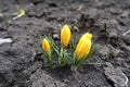 Buds of 3 yellow Crocus chrysanthus in February