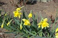 Buds and three yellow flowers of daffodils in March