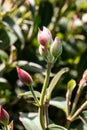 Buds of Tibouchina urvilleana over natural background Royalty Free Stock Photo