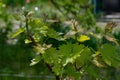 Buds of tiny grape bunches on tops of grapevine branches at vineyard in springtime. Fresh green leaves closeup on blurred backdrop Royalty Free Stock Photo