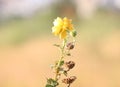 Buds to Blossom Golden Flower