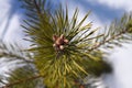 Buds on top of a small pine tree in the winter