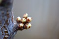 Buds on the tree branch. Bunch of oculuses. Macro. Copy-space