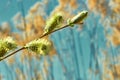 Buds on a tree branch near the water. Blossoming branch of a willow on a spring of reeds. Blooming tree near the pond cane