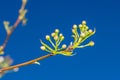 Buds on tree branch of Pyrus calleryana Chanticleer on blue sky Royalty Free Stock Photo