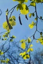 Buds on tree branches in spring, pollen allergy