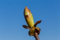 Buds on a tree at the spring time