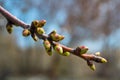 Buds on a tree at the spring time.