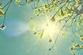 Buds on trees in early spring. Flowering branches of willow in rays sun. Tree bloom after winter against the background of the sun Royalty Free Stock Photo