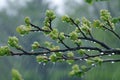 Buds on the trees. Spring awakening